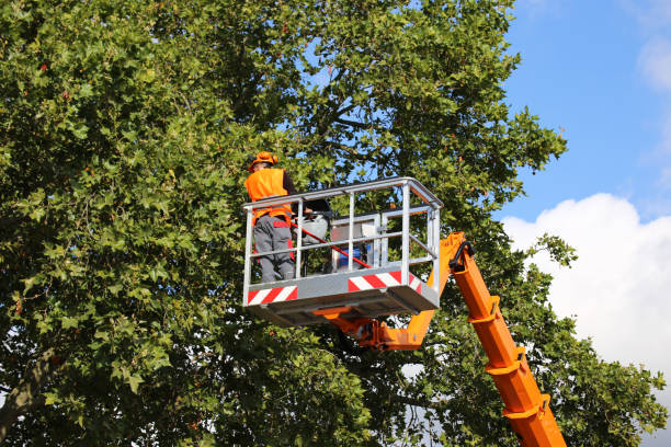 Best Fruit Tree Pruning  in Ligonier, IN