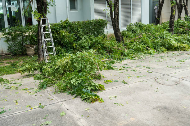 Best Stump Grinding and Removal  in Ligonier, IN