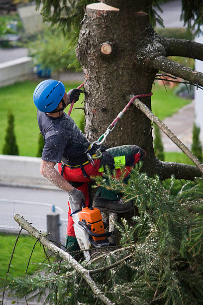 Best Tree Disease Treatment  in Ligonier, IN