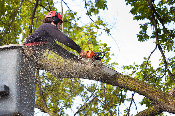  Ligonier, IN Tree Services Pros